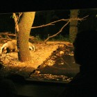 Naturaprop - Descobreix la fauna salvatge - 6444f-aguait-nit.jpg