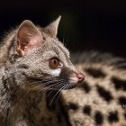 Naturaprop - Descobreix la fauna salvatge - d791d-geneta_1500x630.jpg